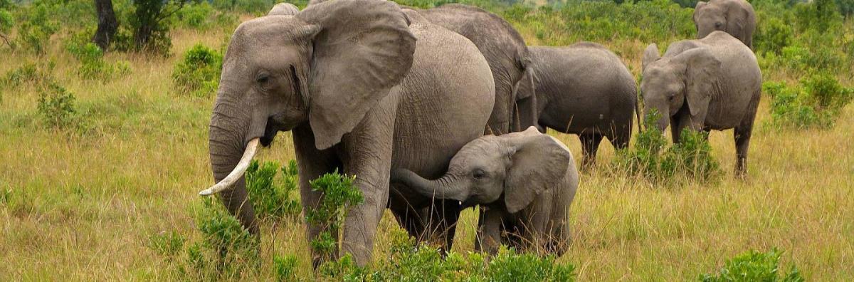 10-days-Uganda-and-Kenya-wildlife-safari.jpg