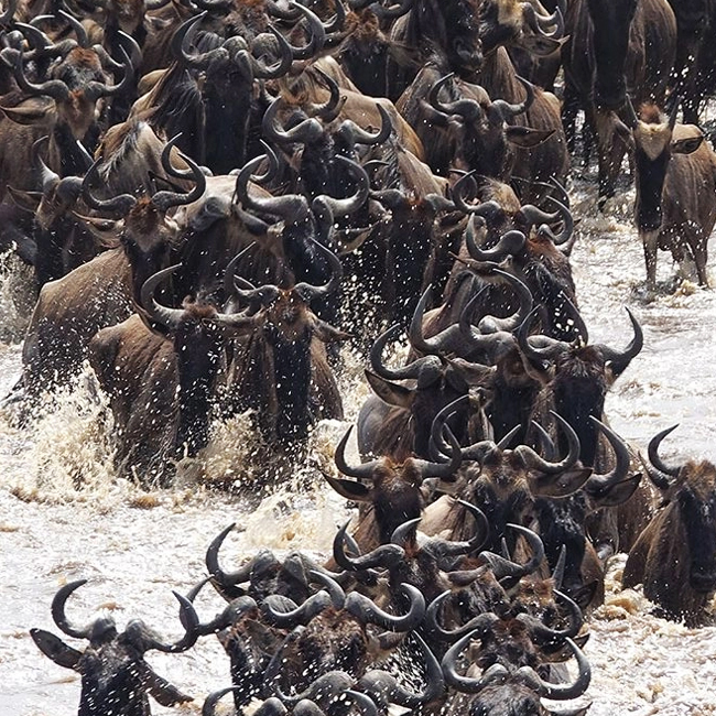8-Day Mid-Luxury Mara River