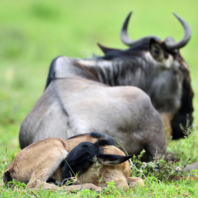 8-Day Mid-Luxury Ndutu Migration
