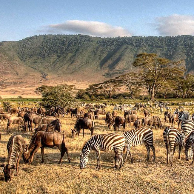 6-Day Mid-Luxury Highlights of Tanzania