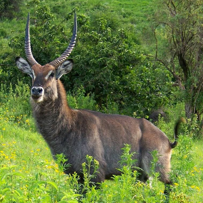 4-Day Mid-Luxury Wilderness Safari