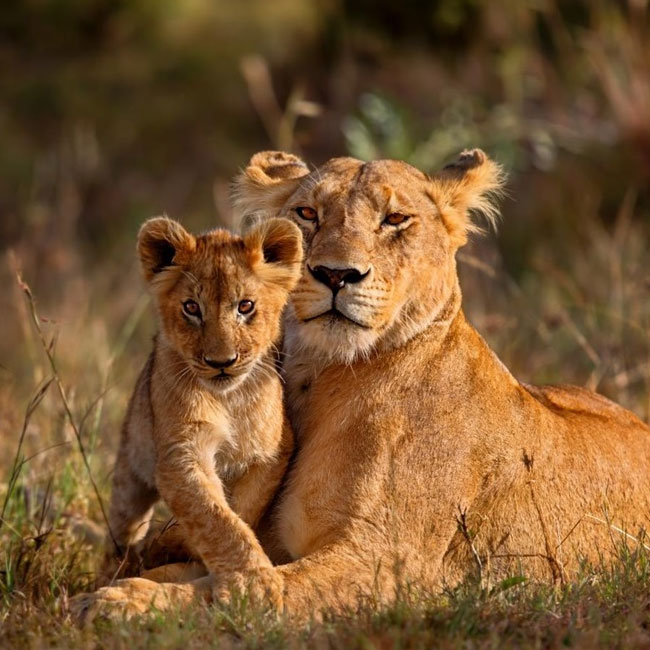 8 Day Tanzania Safari & Zanzibar