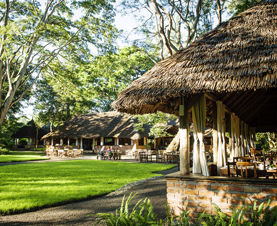 River Tree in Arusha