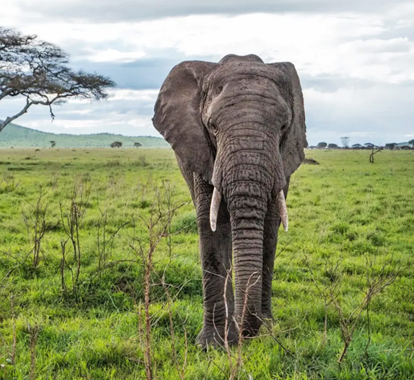 3 days safari in Tanzania