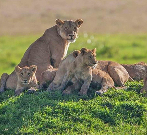 3-days-tarangire-and-Ngorongoro