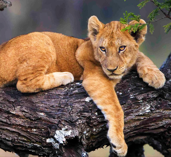 4 Days safari in Tanzania