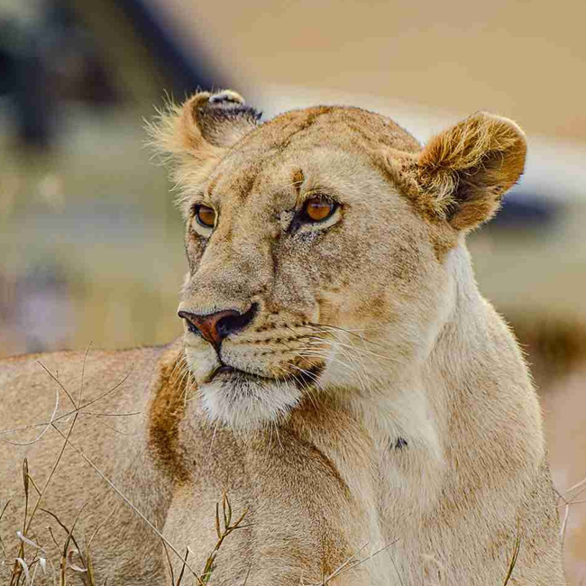 6-Day Mid-Range Highlights Safari