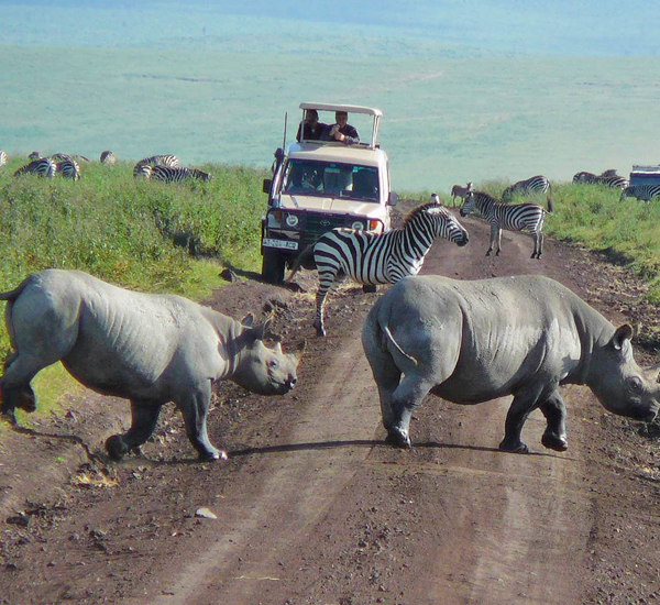Ngorongoro and Tarangire 2days