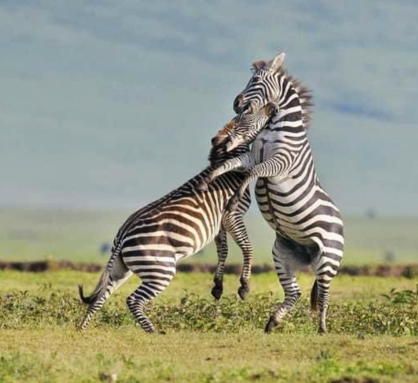 safaris-in-Tarangire-and-Ngorongoro