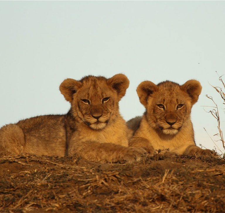 10 Day Tanzania Lodge Safari