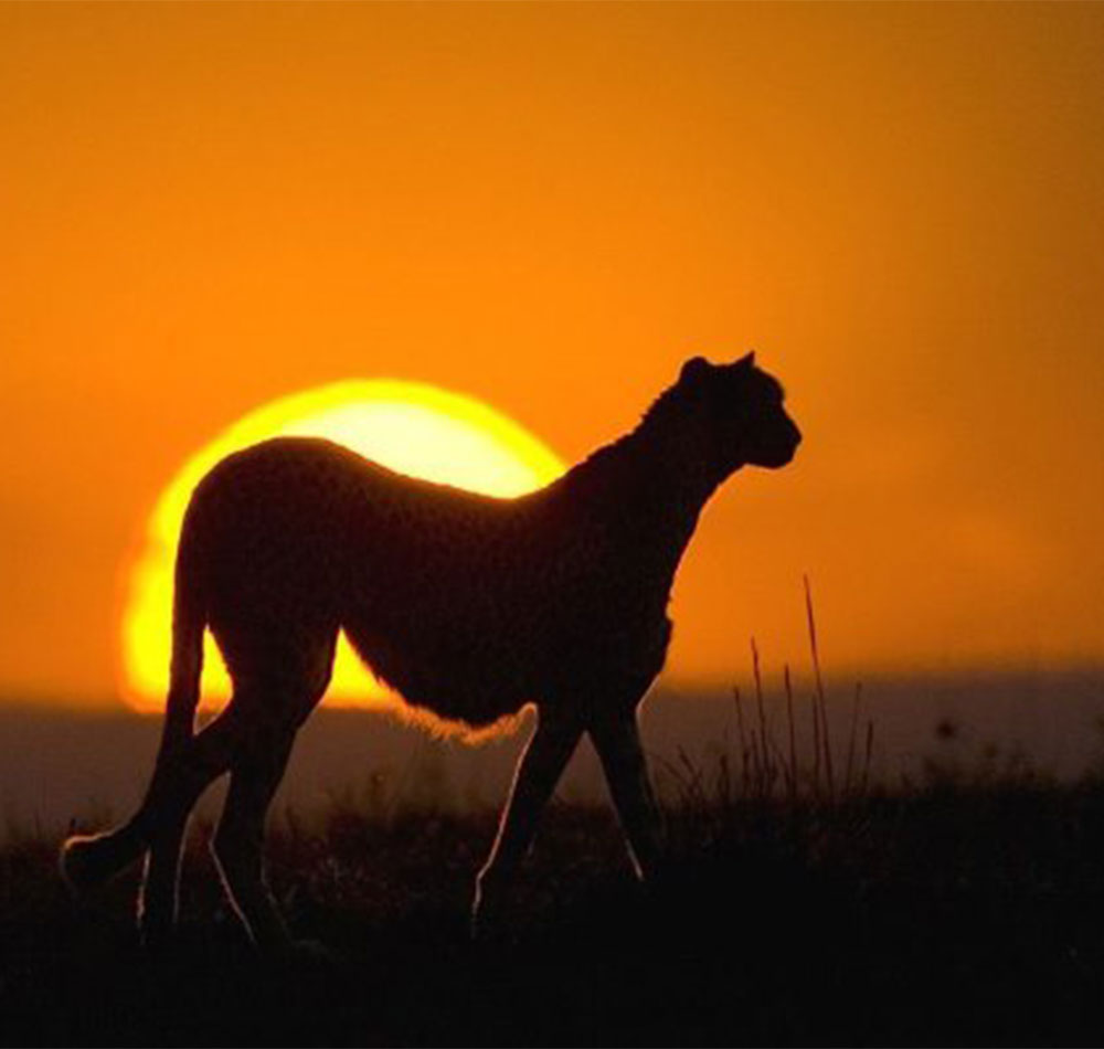 10 Days Kenya and Tanzania Big Cats Safari