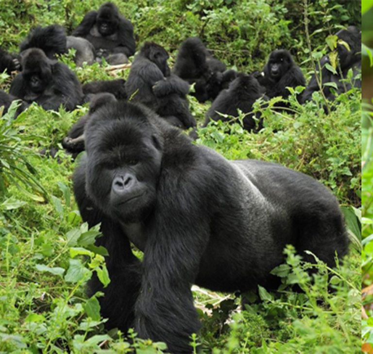 15 Day Uganda Wildlife Expedition