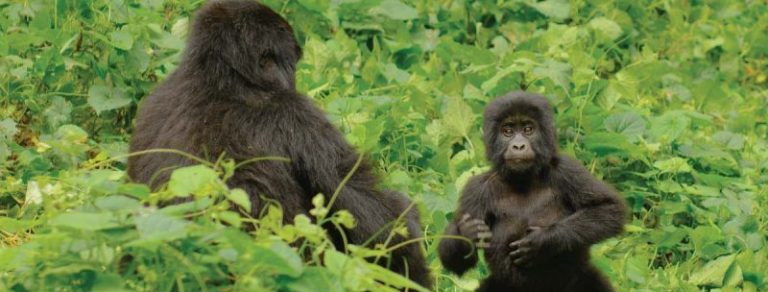 14 Day Rwanda & Uganda Chimpanzee and Gorilla Tracking