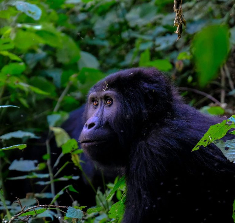 17 Day Tour Uganda Rwanda