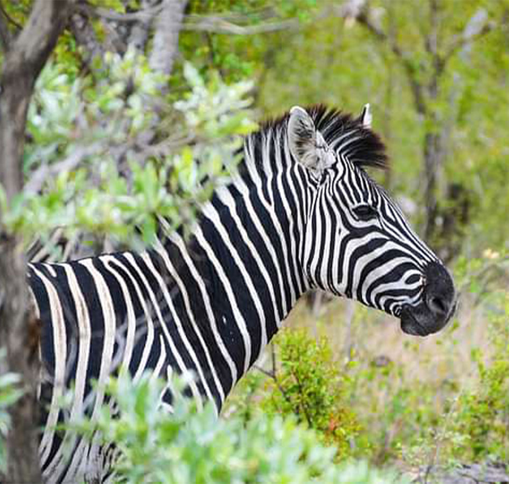 6 Day- Camping- Safari