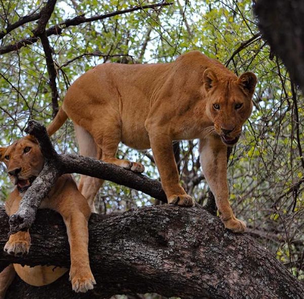5 Days Safari in Ruaha National Park Fly From Dar es Salaam