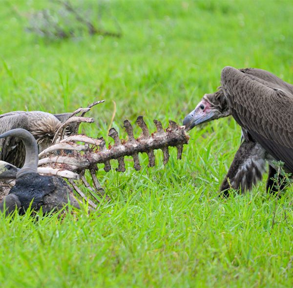 5 Days Safari to Nyerere & Mikumi National Park