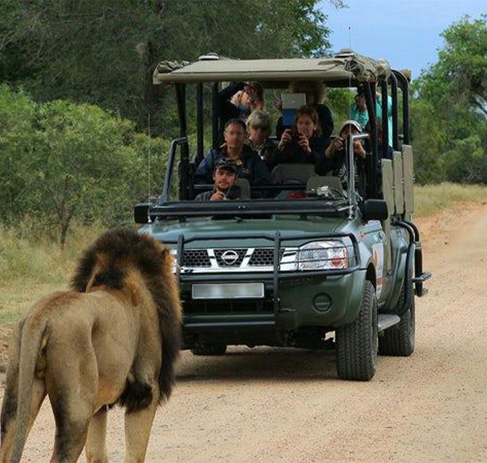 6 Day Kruger Park Treehouse Safari