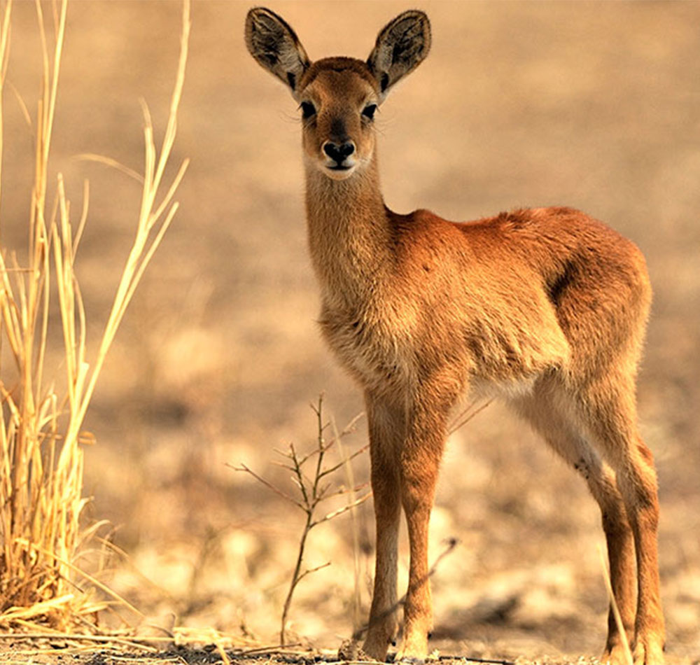 6 Day Lusaka Livingstone via Kafue National Park