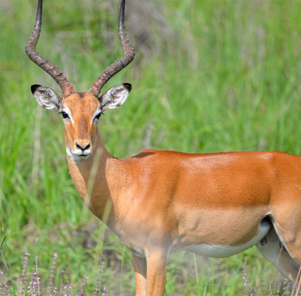 6 Days Nyerere, Mikumi and Udzungwa Mountains National Park