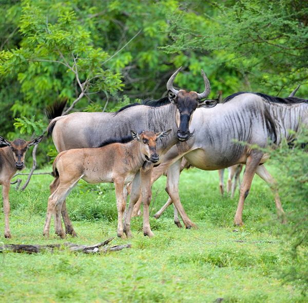 6 Days Safari in Mikumi and Ruaha National Park