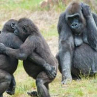 7 Day Gorilla Monkeys Trekking&Bisoke Volcano Hiking