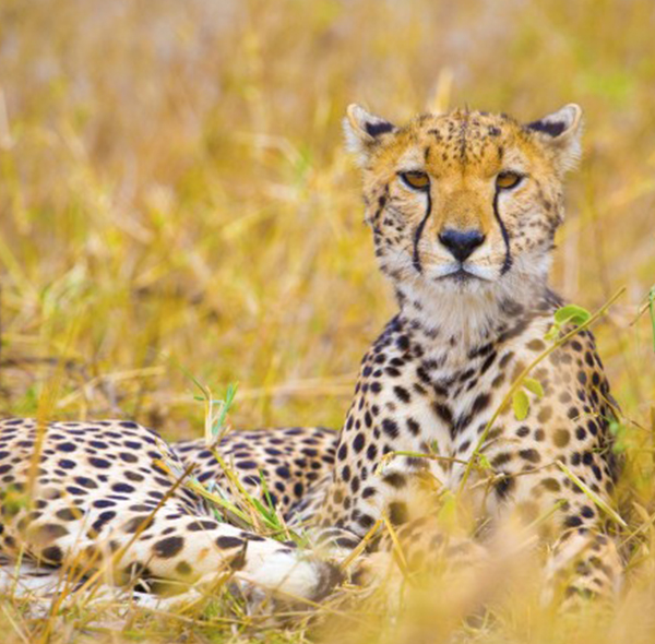 7- Days Best of Mikumi, Nyerere National Park & Kilwa Beach