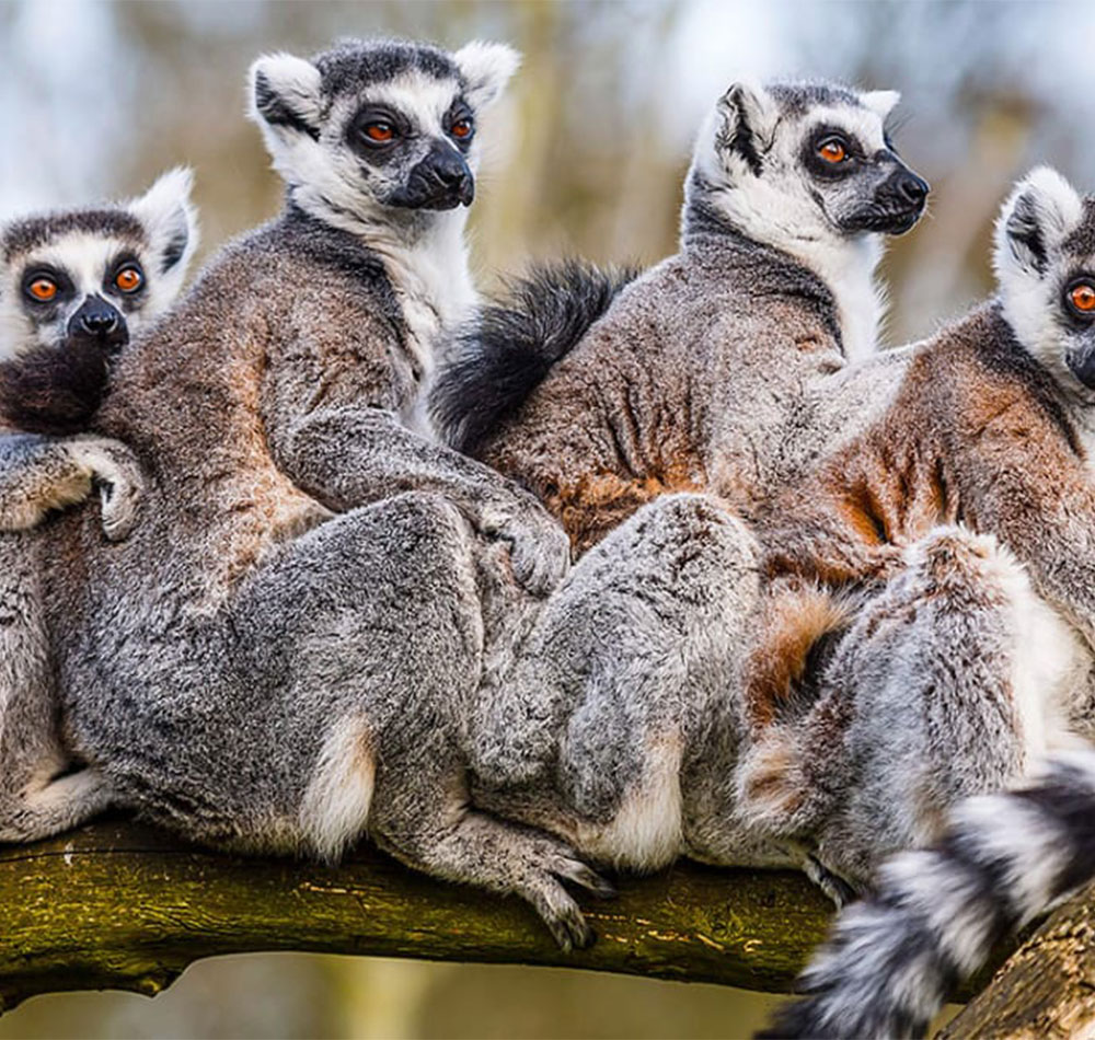 7 Days Madagascar Flying Safari