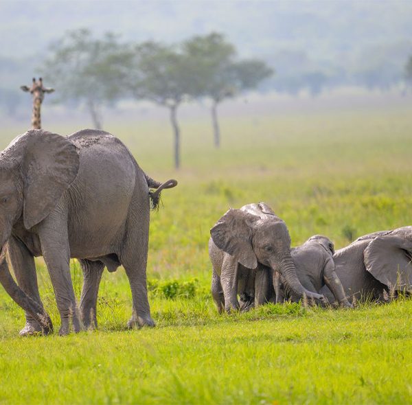 7 Days Safari in Mikumi, Ruaha and Udzungwa Mountains National Park