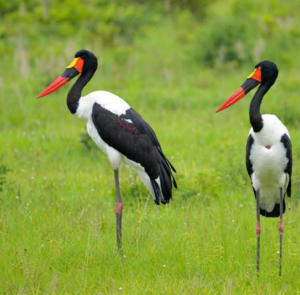 7 - Days Safari in Nyerere, Mikumi and Ruaha National Park