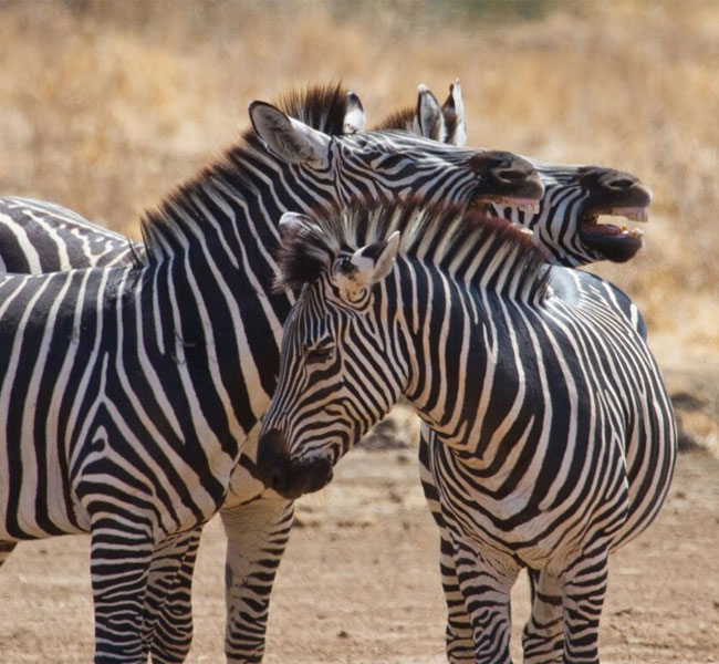 8 Days Best of Nyerere, Mikumi and Ruaha National Park