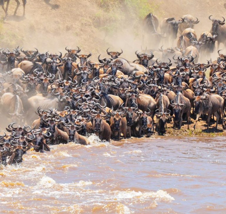 8 days wildebeest safari