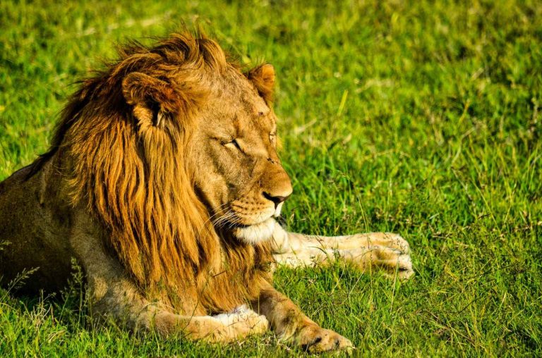 9 Days Safari Kenya And Tanzania Package