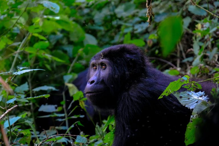 12 Day Gorillas and Wildlife Safari