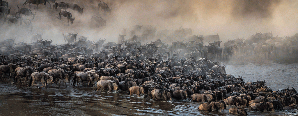 5 days tanzania wildebeest migration safari