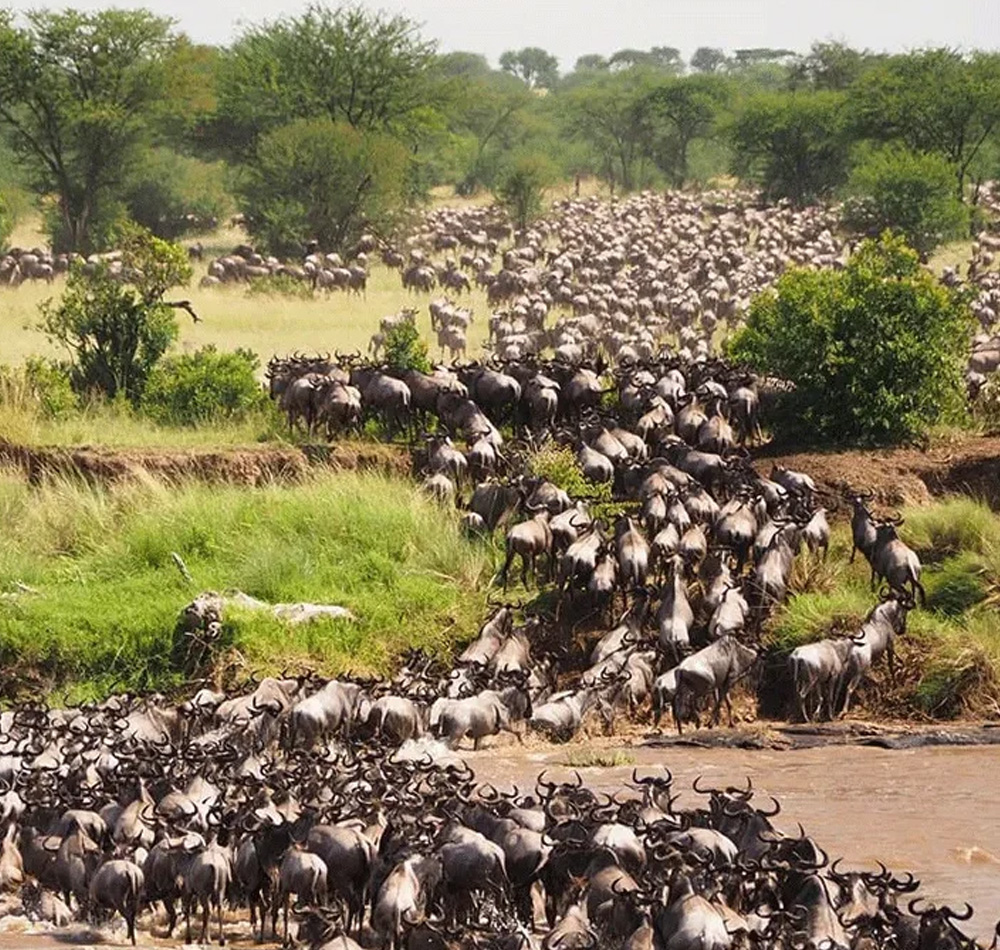 10 Day Great Kenya, Samburu, Masai Mara to Tsavo West Safari