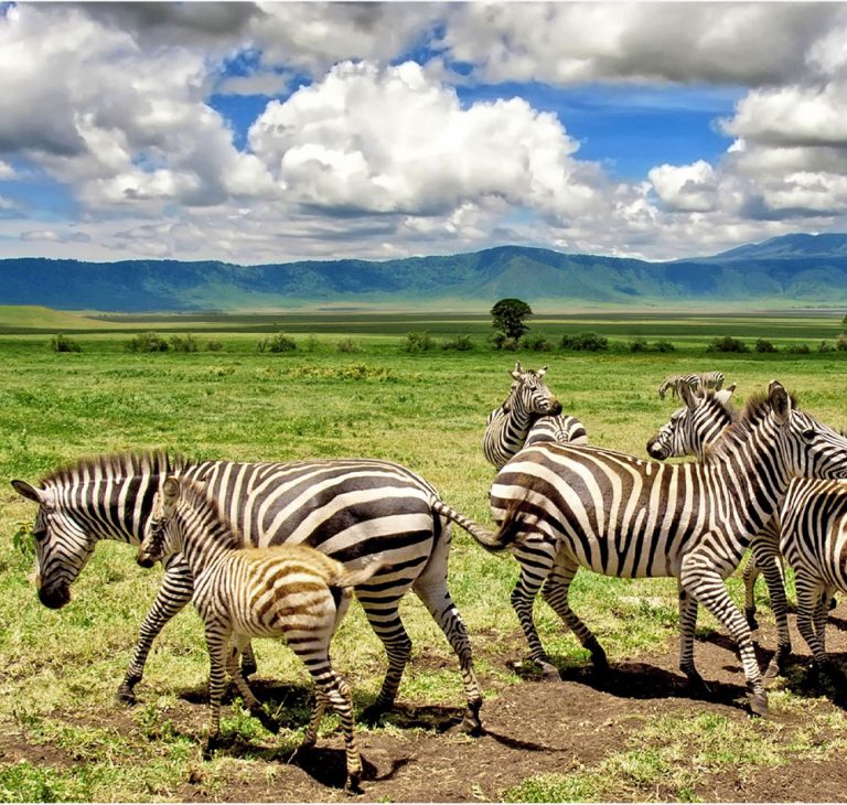 11 Days- Lake Nakuru, Masai Mara, Central Serengeti, Ngorongoro Crater & Tarangire