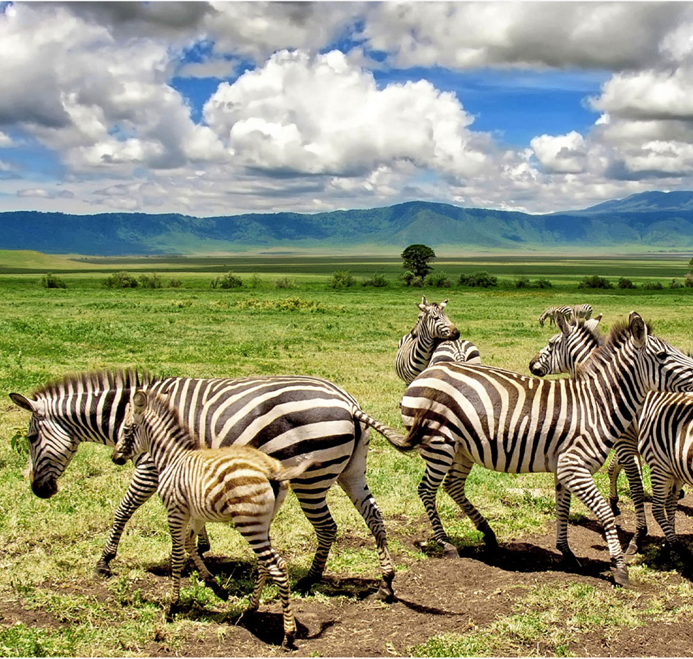 11 Days- Lake Nakuru, Masai Mara, Central Serengeti, Ngorongoro Crater & Tarangire