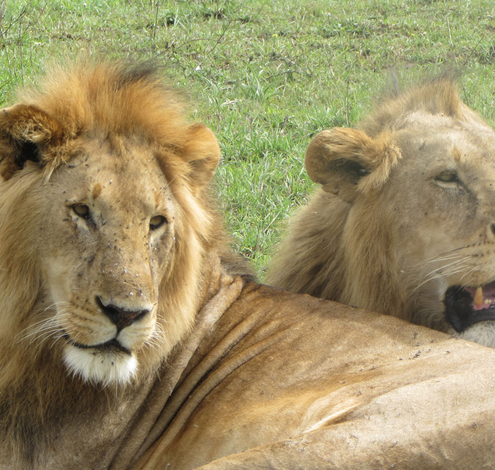 13 days - Amboseli, Lake Naivasha, Lake Nakuru, Masai Mara, Central Serengeti, Ngorongoro Crater & Tarangire