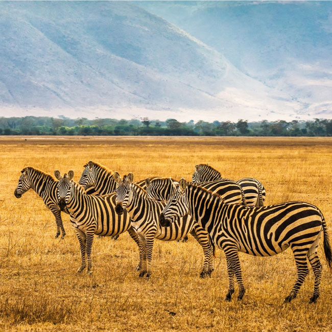14 Days Tanzania Safari and Zanzibar Holiday