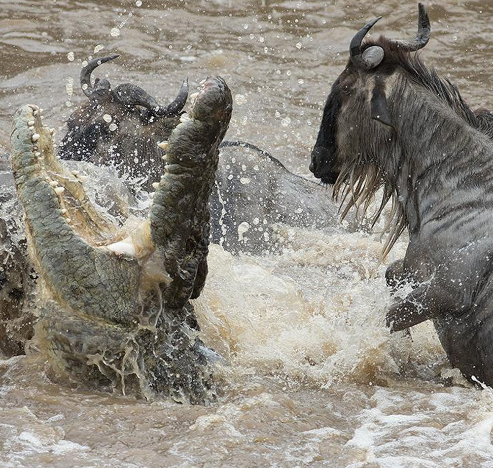 4 Days Ultimate Safari Lake Nakuru and Masai Mara