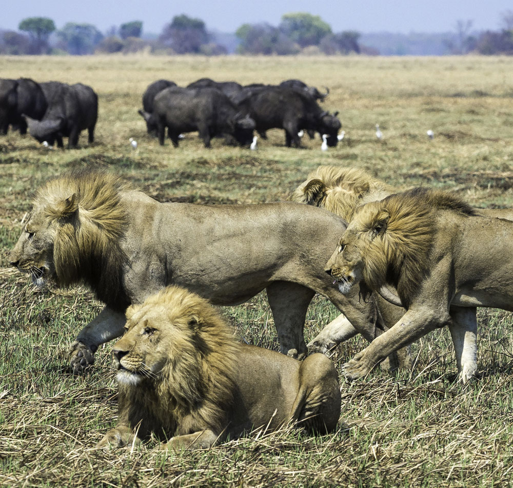 5 Days Zambia Wilderness Safari