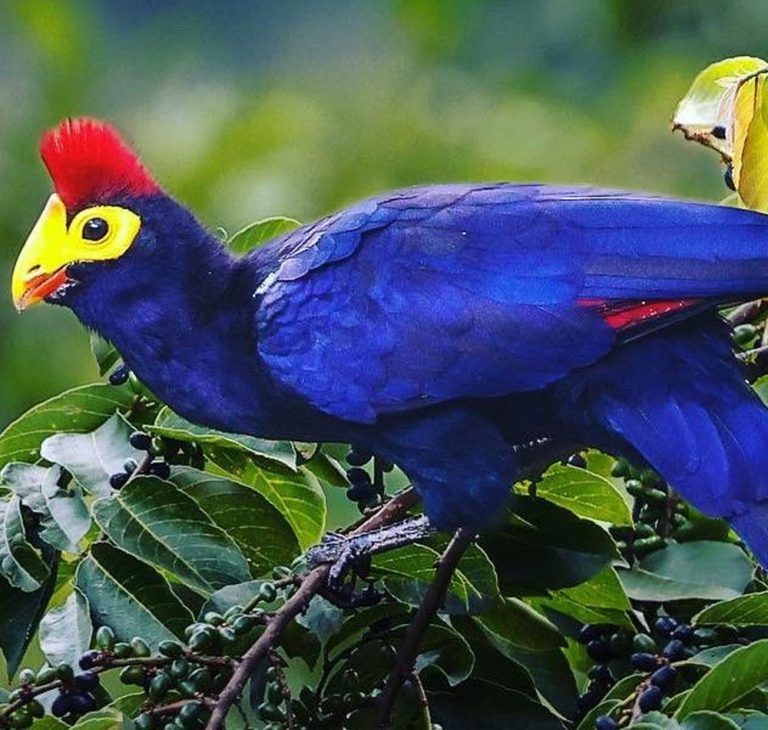 5 days Birding safari Uganda