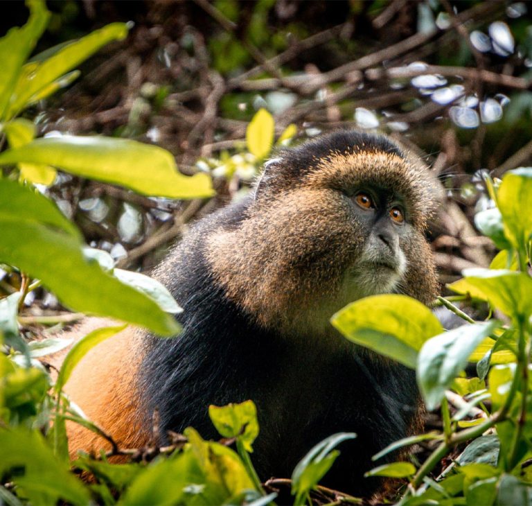6 Days Gorillas, golden monkeys and wildlife safari