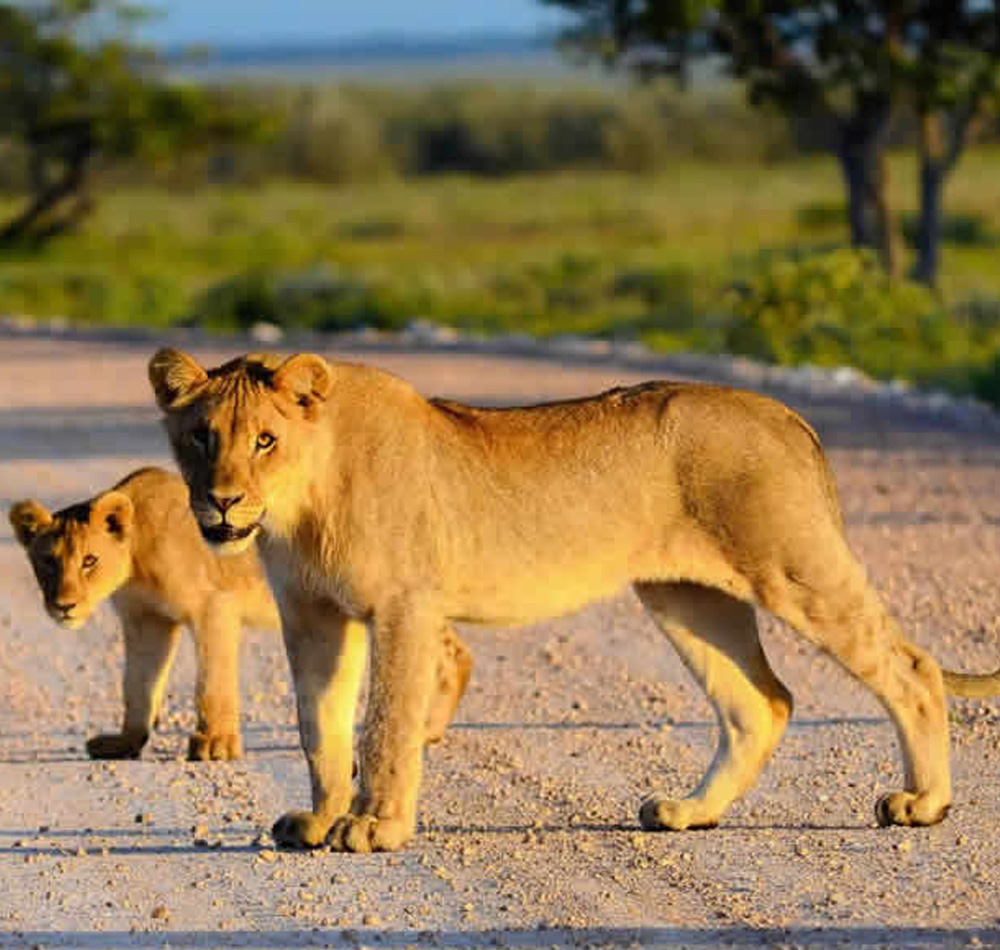 7-Day Amboseli, Naivasha, Hells Gate, Nakuru, Masai Mara