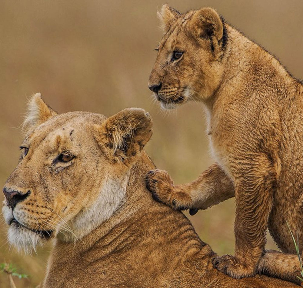 This Kenya Tanzania Combined Safari 8 Days  itinerary includes Nairobi to Maasai Mara National Reserve(2N), Kenya’s premier safari destination