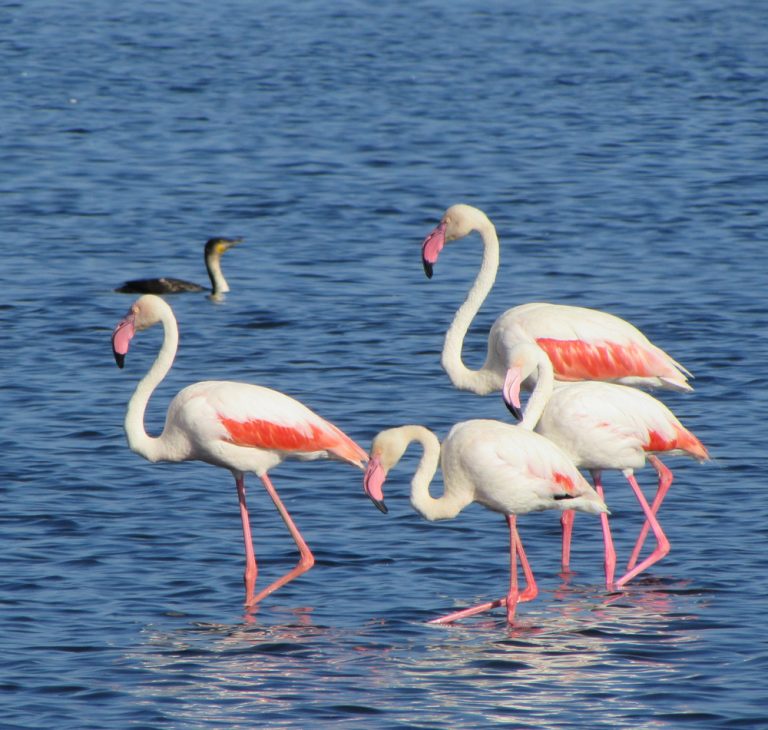 8 Days Tanzania Budget Safari