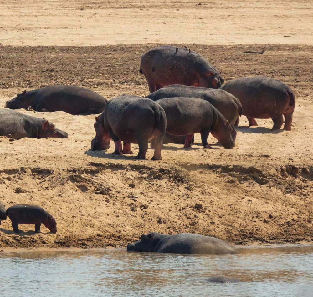 8 Days Zambia Safari