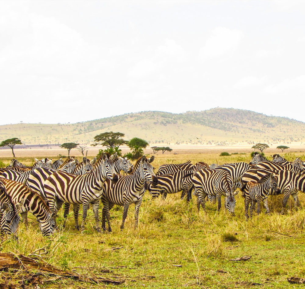 9 Days Ultimate East Africa Safari