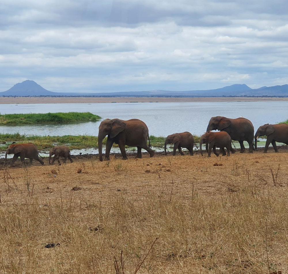 9 Day Kenya to Tanzania Wildlife Safari